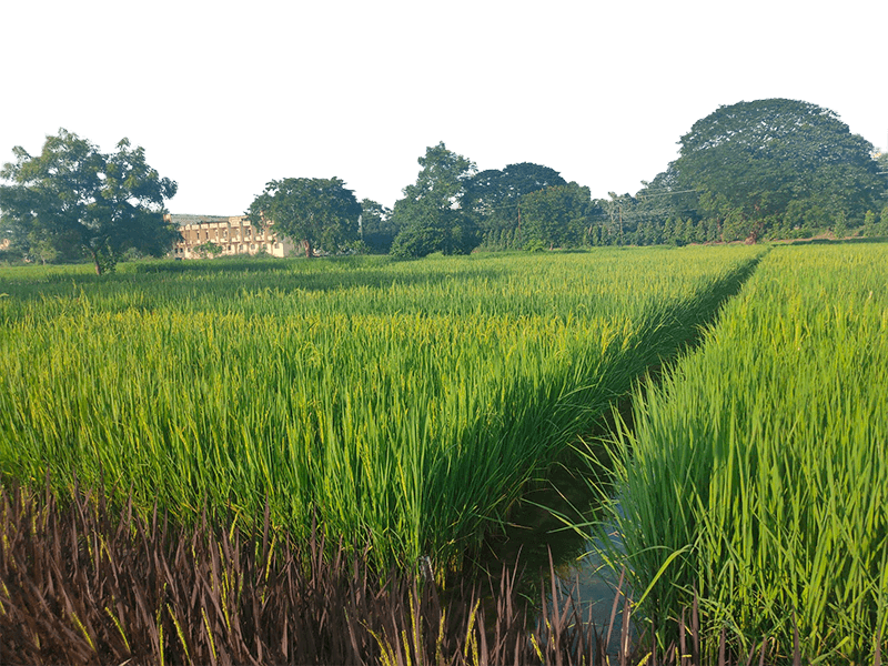 about-rice-organisation